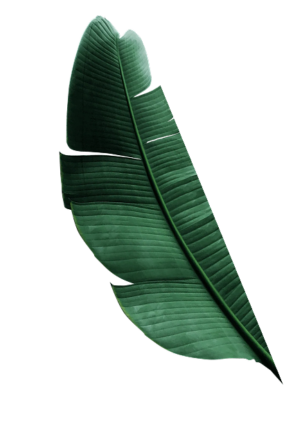 right leaf